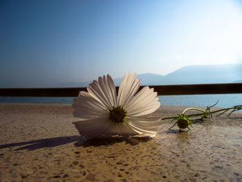 Close-up of white flower against sea against sky