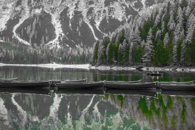 Scenic view of lake and pine trees in forest