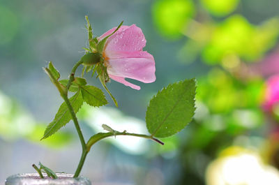 Close-up of pink rose