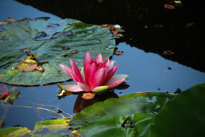 Lotus water lily in lake