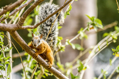 View of lizard on tree