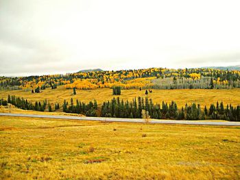 Scenic view of pine trees against sky during autumn