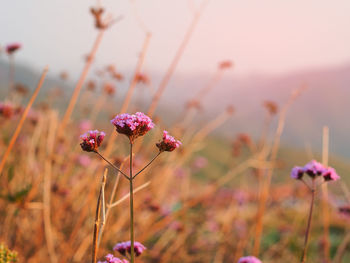 Close-up of pink flowering plant on field