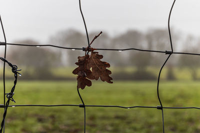 Close-up of barbed wire fence during rainy season