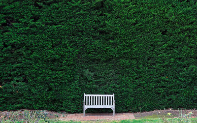 Empty bench on grassy field