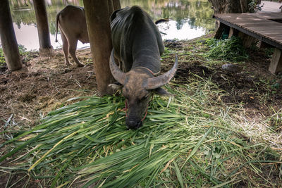 Water buffaloes grazing in shed