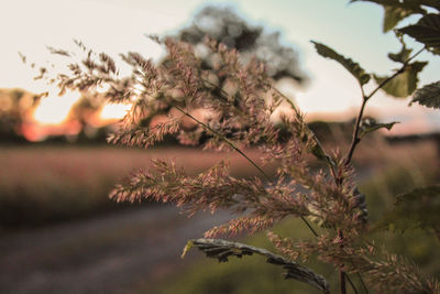 Close-up of flowering plant against sky during sunset