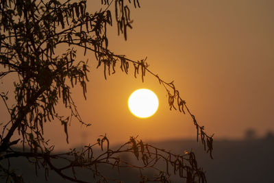 Silhouette tree against orange sky