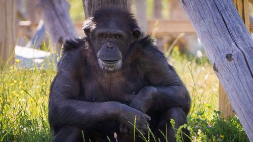 Close-up of gorilla sitting on land