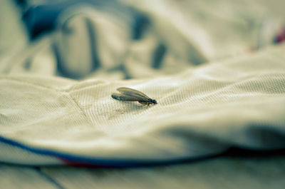 Close-up of insect on bed