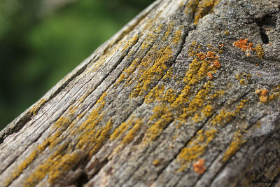 Close-up of lichen on tree trunk