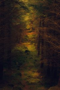 Trees growing in forest during autumn