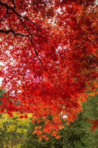 Low angle view of trees against sky