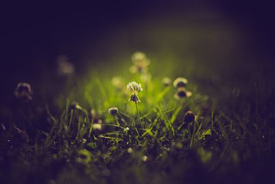 Flowers blooming on grassy field at park