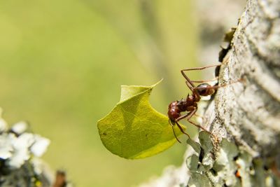 Close-up of insect on leaf