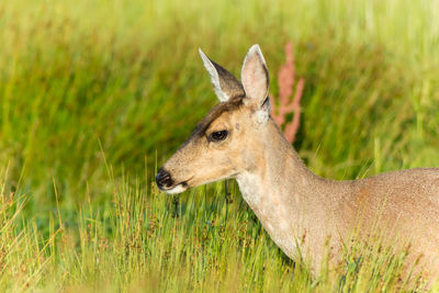 Dog on grassy field