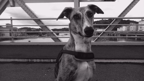 Close-up portrait of dog