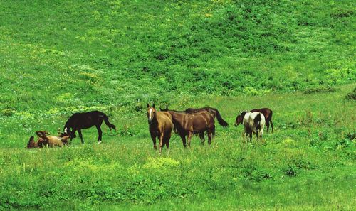 Horses grazing in a field