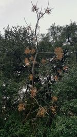 Plants growing on land against sky