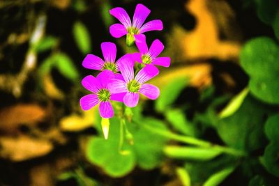 Close-up of purple flowers blooming outdoors