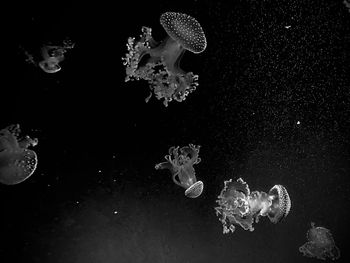 Jellyfish swimming in sea