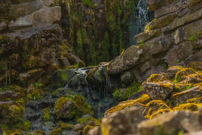 Scenic view of waterfall in forest