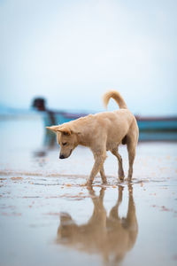 Dog standing on beach