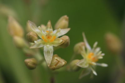 Close-up of yellow flowering plant