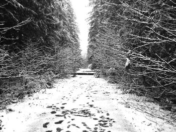 Trees along road