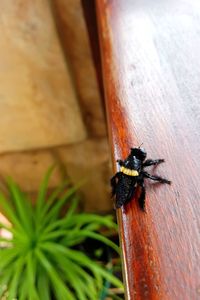 Close-up of bee on wood