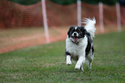 Portrait of dog running on field