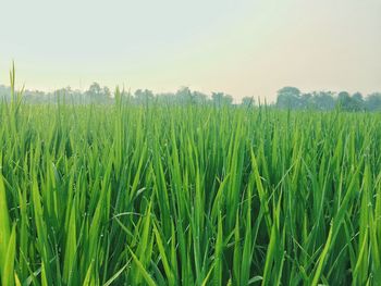 Crops growing on field against sky