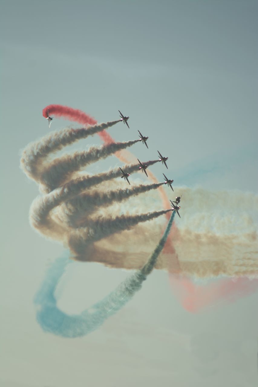 CLOSE-UP OF INSECT AGAINST BLUE BACKGROUND