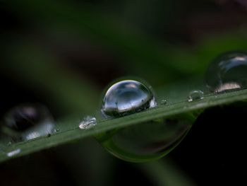 Close-up of raindrops on leaf