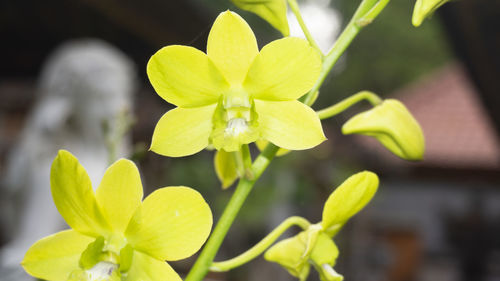 Close-up of yellow flowering plant