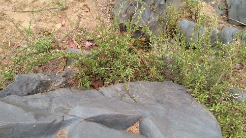 Plants growing on rock