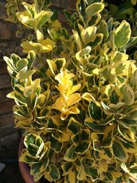 Close-up of fresh yellow flower