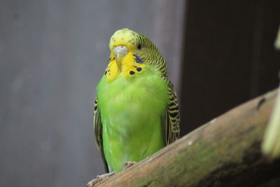 Close-up of parrot perching on branch