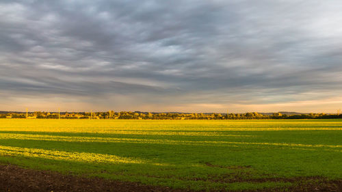 Scenic view of agricultural field against sky during sunset