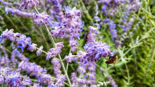 Close-up of bee pollinating on lavender