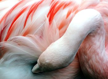 Close-up of cropped hand