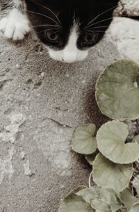High angle view of cat on leaves