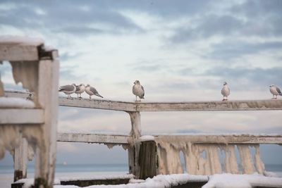 Seagull perching on shore against sky