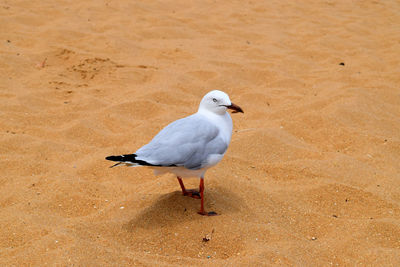 High angle view of seagull perching on sand