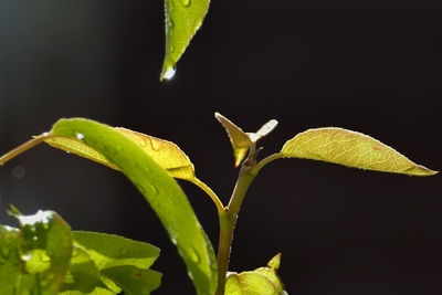 Close-up of fresh green plant