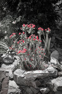 Close-up of flowers