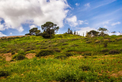 Scenic view of grassy field against sky