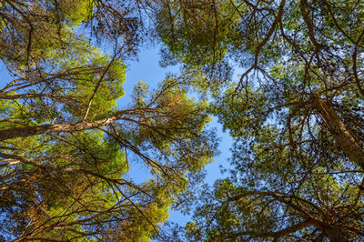 Low angle view of trees against sky