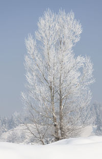 Close-up of tree against sky during winter