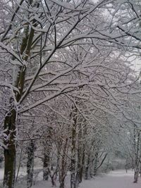 Snow covered trees in winter